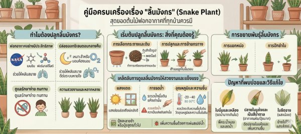 ลิ้นมังกร: สุดยอดต้นไม้ฟอกอากาศ ดูแลง่าย สวยงามในทุกมุมบ้าน