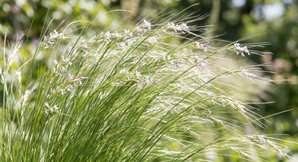 หญ้าเมกซิกัน 11 นิ้ว: เนรมิตระเบียงคอนโดให้สวยมินิมอล ไม้ประดับแดดจัด ฮีลใจคนเมือง