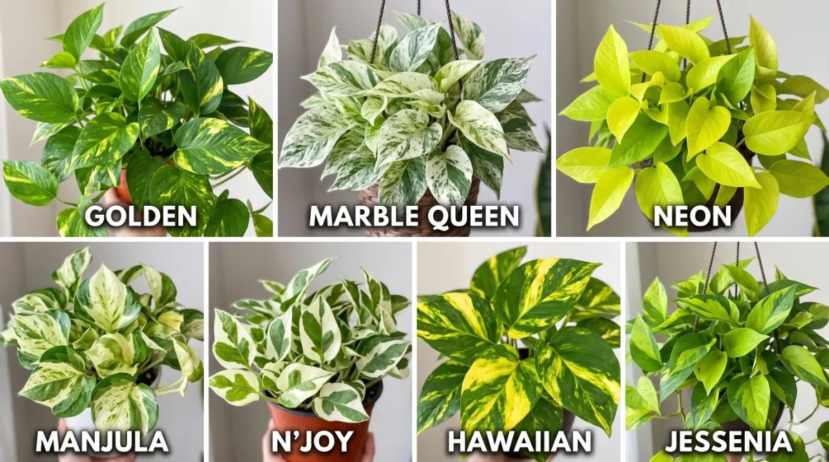 รวมพลูด่างยอดนิยม: 7 สายพันธุ์ที่คนรักต้นไม้ต้องมี พร้อมเคล็ดลับดูแลให้ใบด่างสวยเพื่อการตกแต่งบ้าน