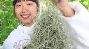 วิธีดูแล "เคราฤาษี" ไม้ประดับสุดฮิต ให้สวยฟู ไม่แห้งดำ