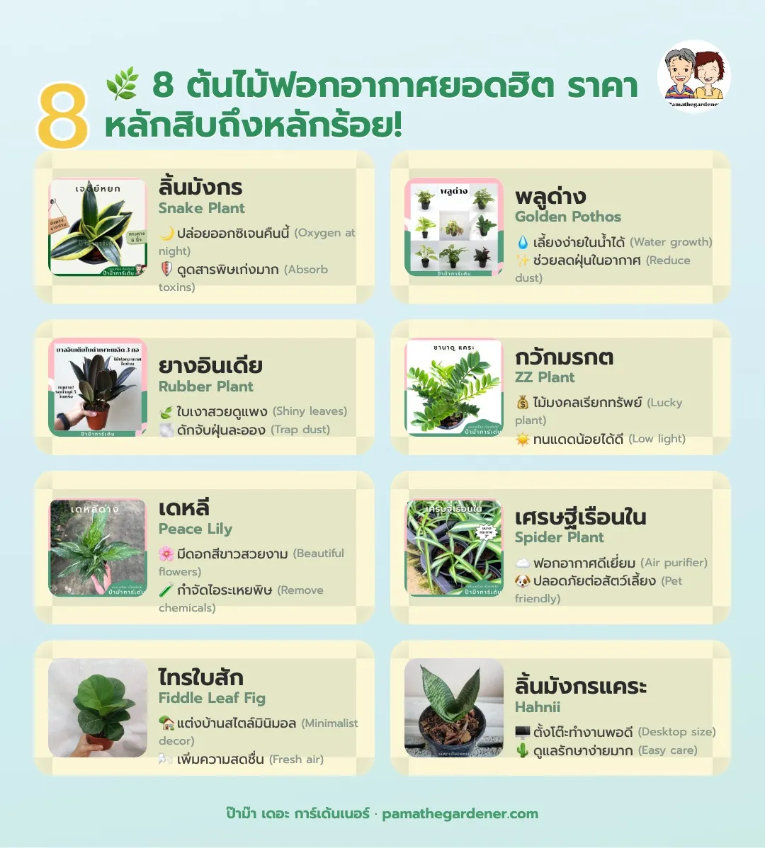🌿 8 ต้นไม้ฟอกอากาศยอดฮิต ราคาหลักสิบถึงหลักร้อย!