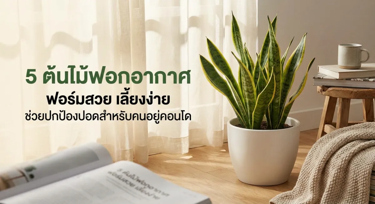 5 ต้นไม้ฟอกอากาศ ฟอร์มสวย เลี้ยงง่าย ช่วยปกป้องปอดสำหรับคนอยู่คอนโด