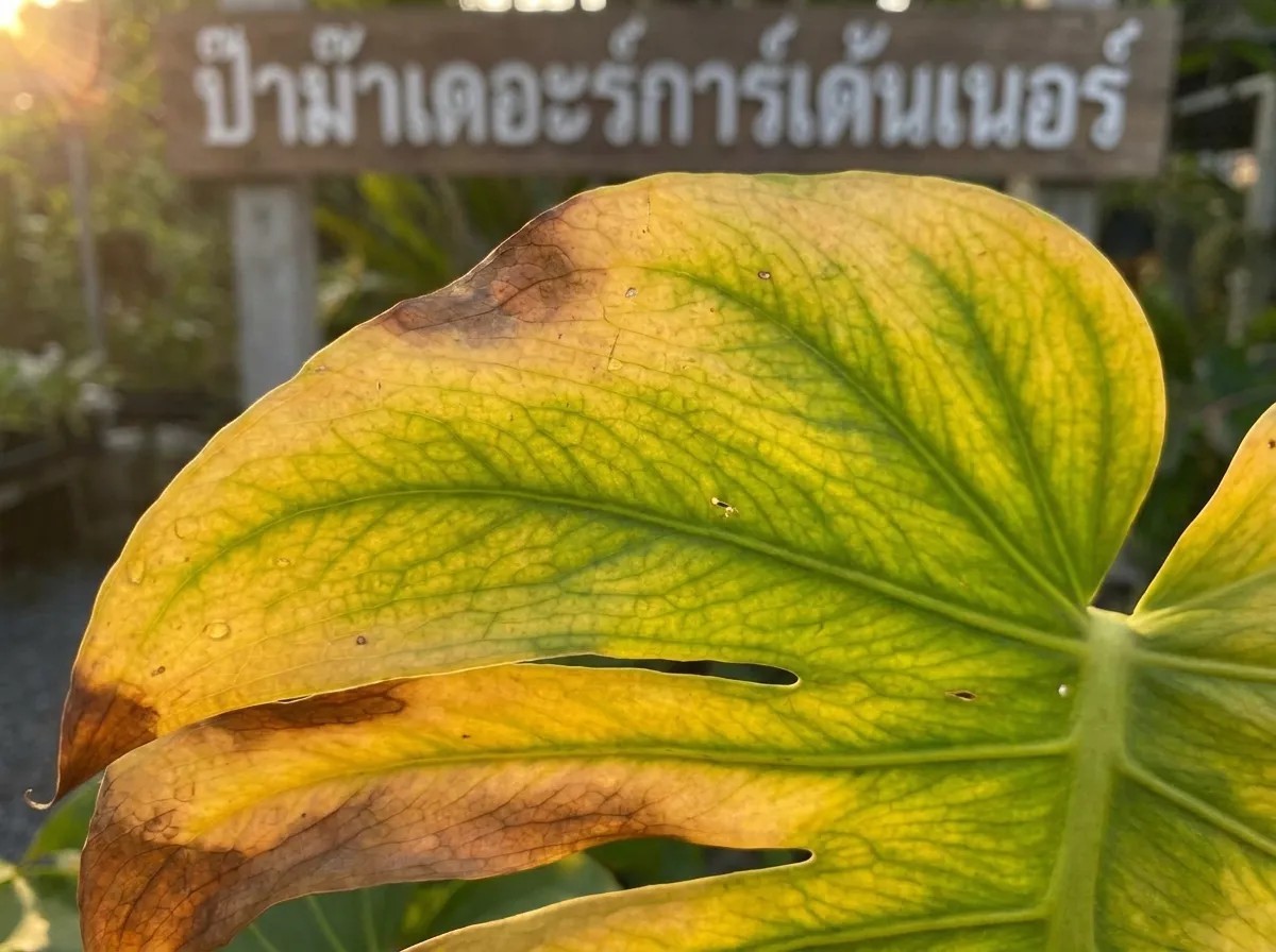 ใบไหม้ ขอบเหลือง จุดด่างดำ: ถอดรหัส 7 สัญญาณเตือนจากต้นไม้ที่คุณไม่ควรมองข้าม (ฉบับมือโปร)