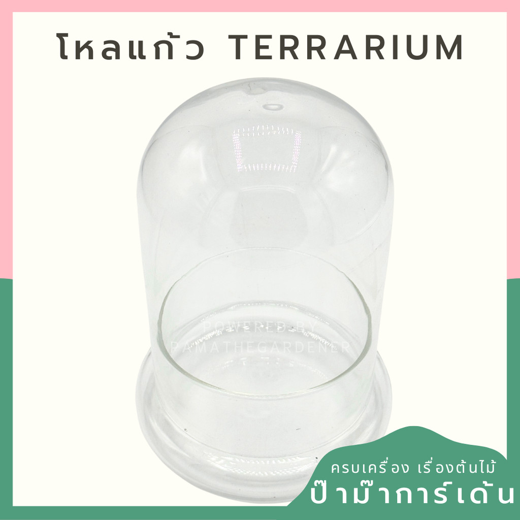 โดมแก้ว Terrarium ขนาด 12x16 cm เหมาะสำหรับทำสวนขวด