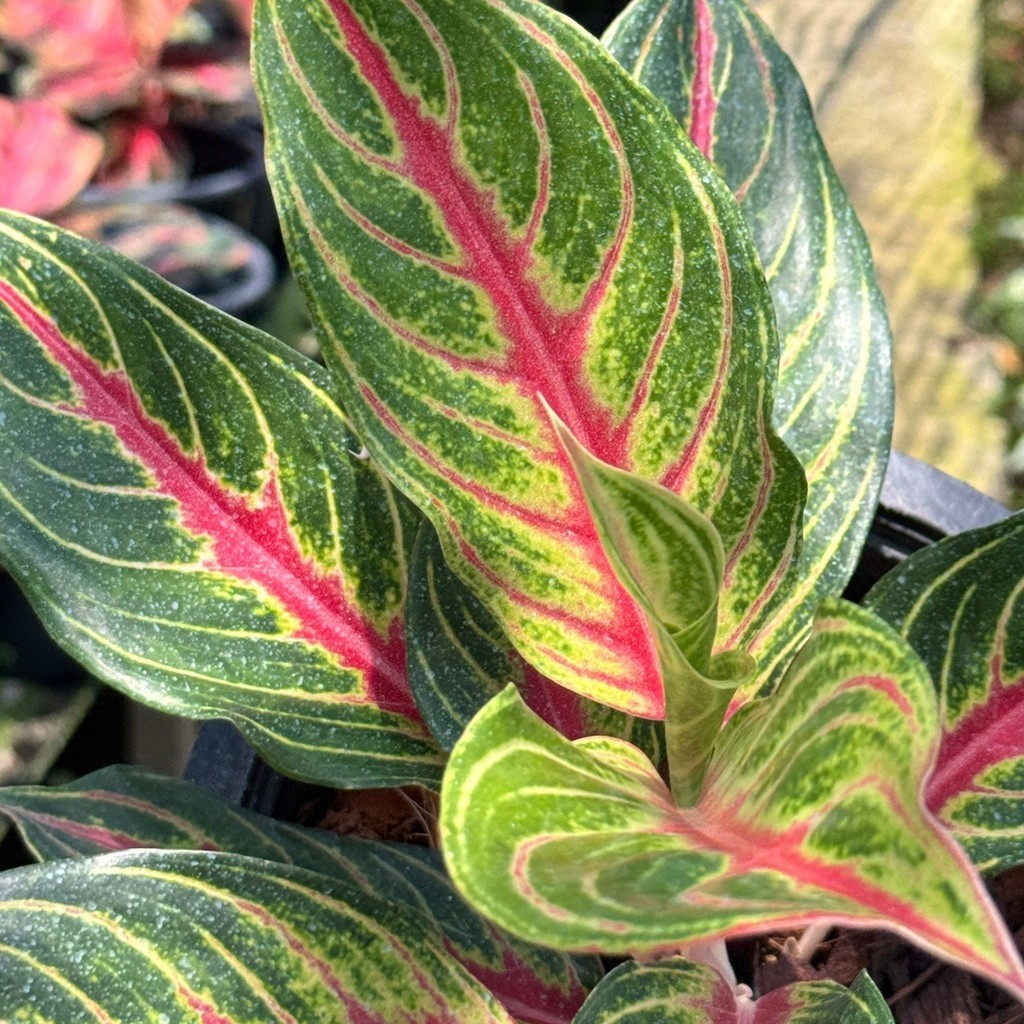 อโกลนีม่า เร้ดปานามา Aglaonema sp. ' Red panama ' - มุมมองที่ 2