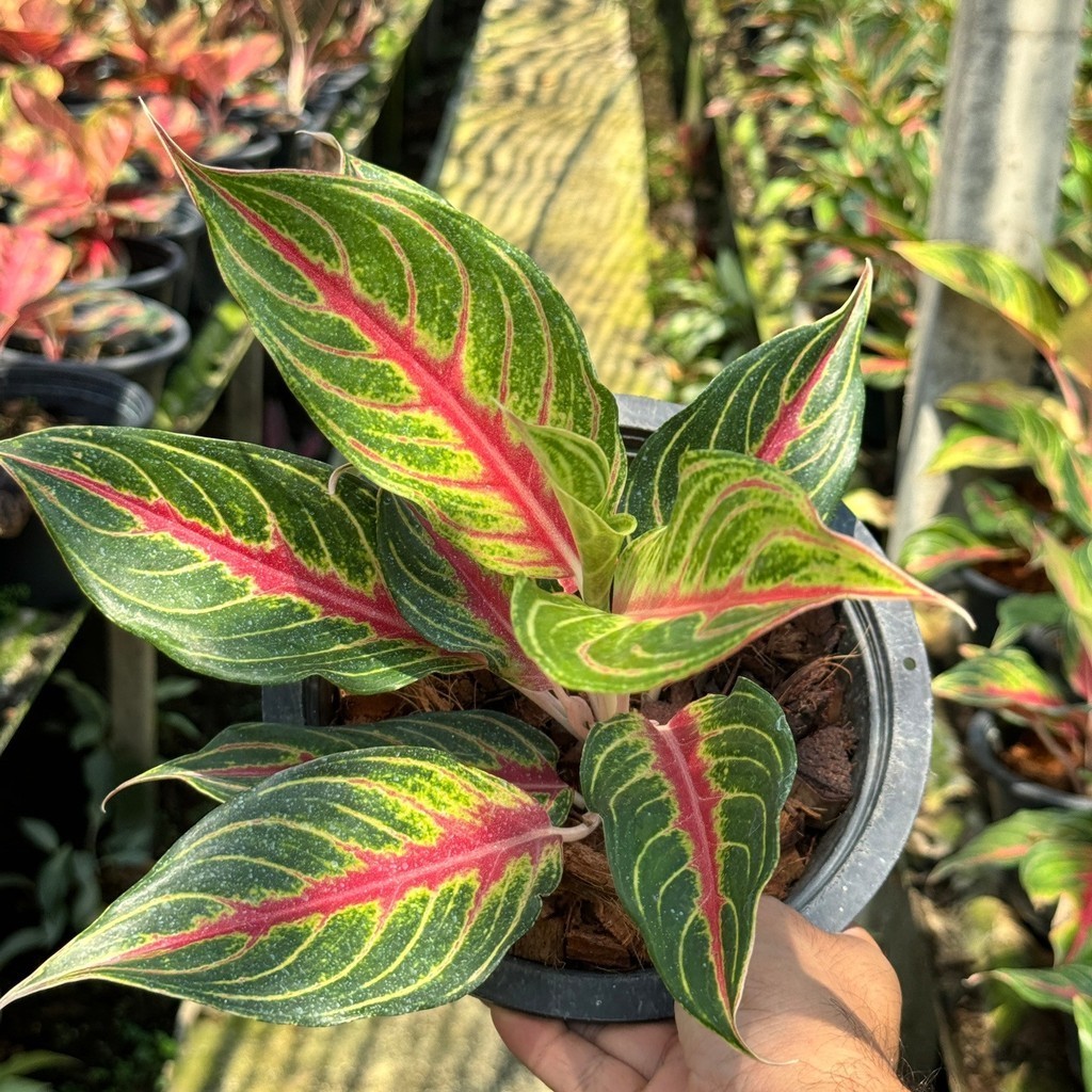 อโกลนีม่า เร้ดปานามา Aglaonema sp. ' Red panama ' - มุมมองที่ 3