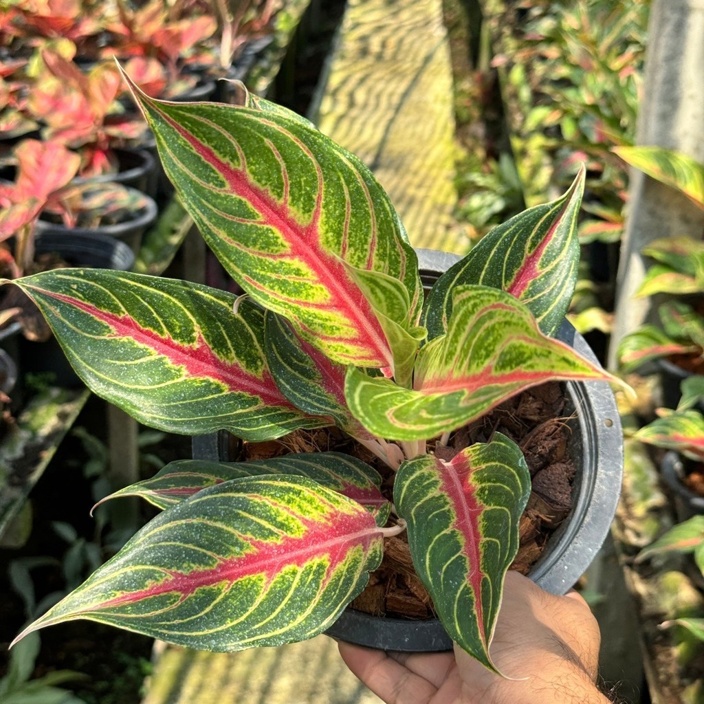 อโกลนีม่า เร้ดปานามา Aglaonema sp. ' Red panama ' - มุมมองที่ 4