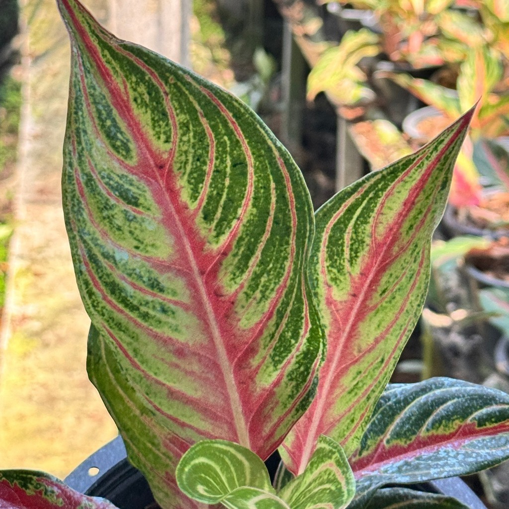 อโกลนีม่า เร้ดปานามา Aglaonema sp. ' Red panama ' - มุมมองที่ 5