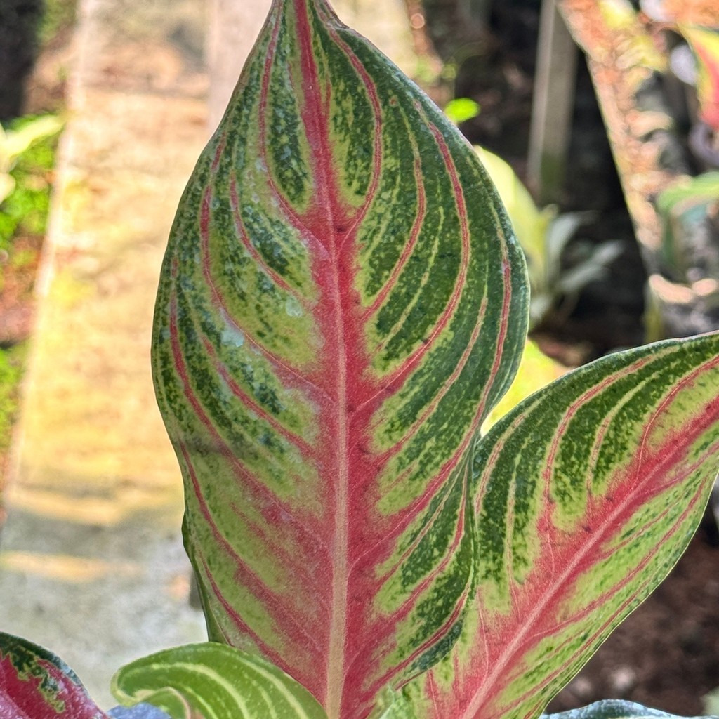 อโกลนีม่า เร้ดปานามา Aglaonema sp. ' Red panama ' - มุมมองที่ 6