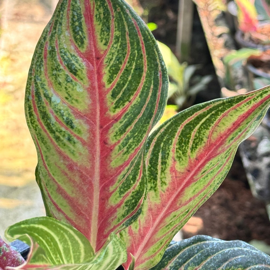 อโกลนีม่า เร้ดปานามา Aglaonema sp. ' Red panama ' - มุมมองที่ 7