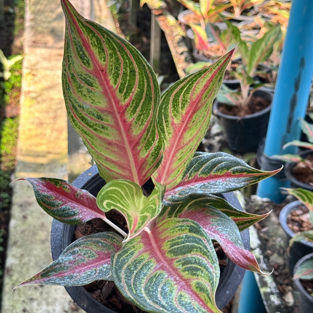 อโกลนีม่า เร้ดปานามา Aglaonema sp. ' Red panama ' - มุมมองที่ 8