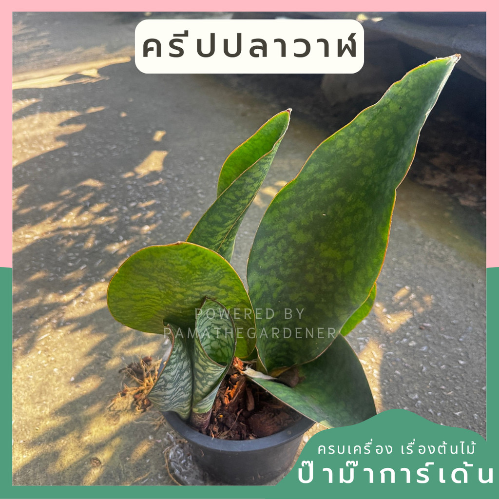 ต้นลิ้นมังกร ครีบปลาวาฬ มีหลายฟอร์ม