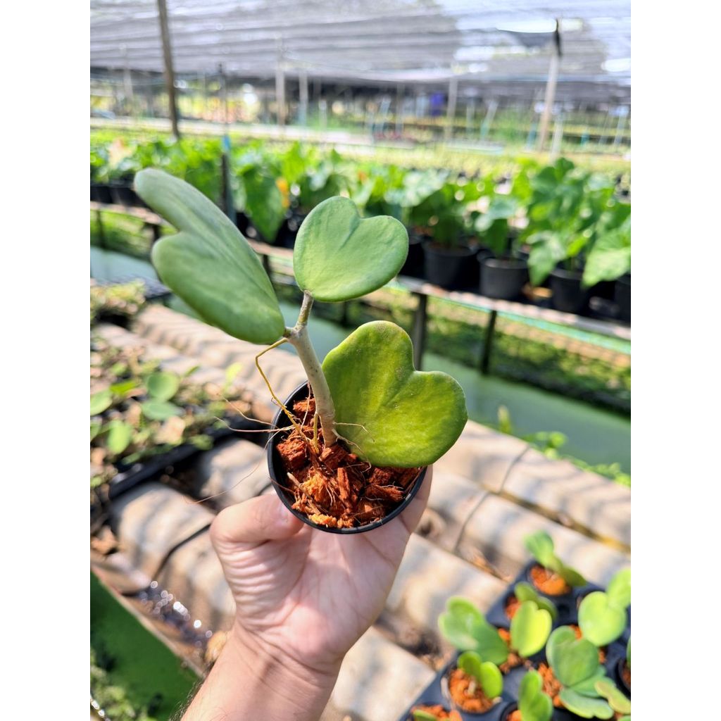 โฮย่าหัวใจ ด่างใน กระถาง 3 นิ้ว - Hoya Kerrii inside Variegated