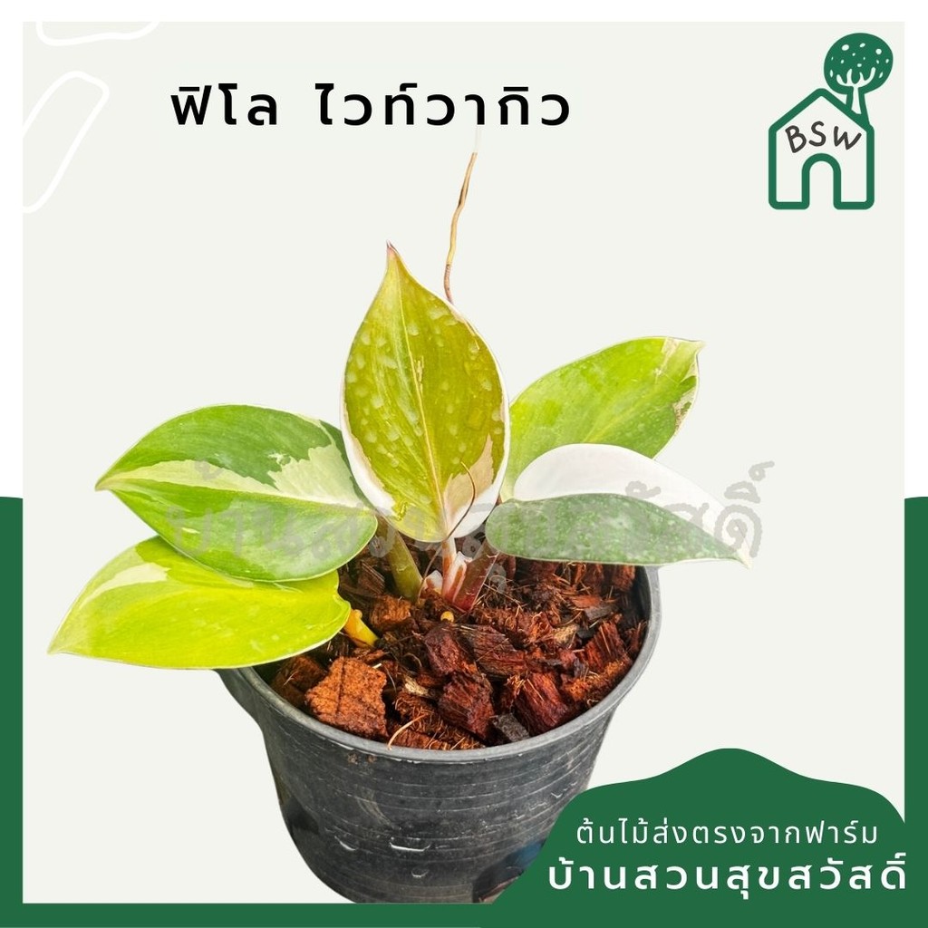 Philodendron White Wizard Marble ฟิโลพ่อมดขาว ฟิโลเดนดรอนไวท์วิสาด ส่งพร้อมกระถาง - View 2
