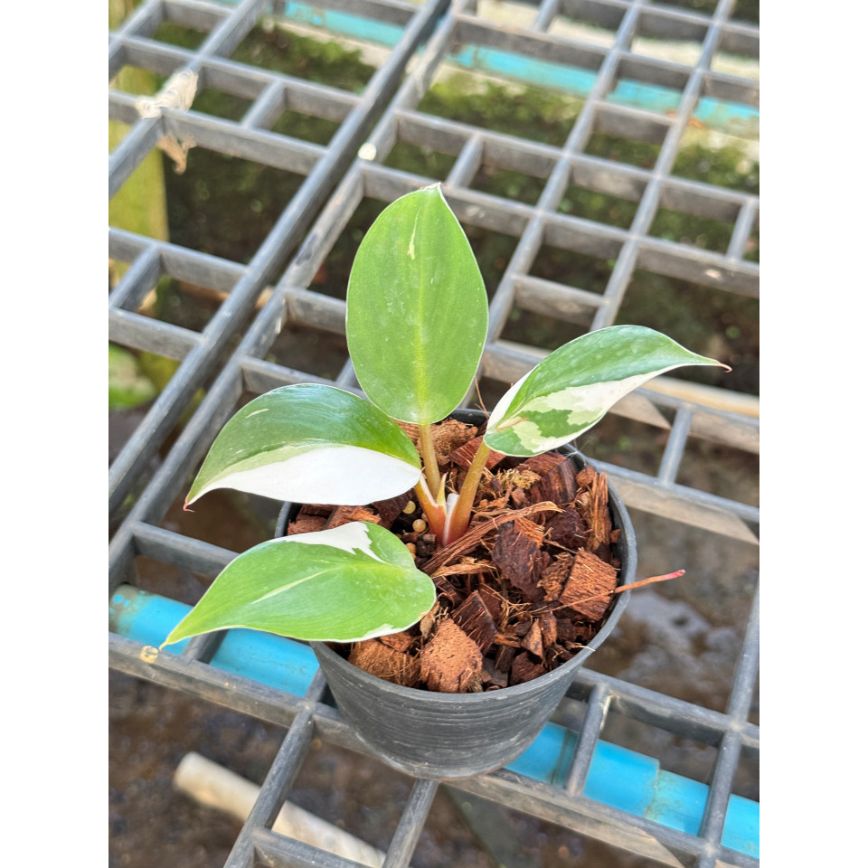 Philodendron White Wizard Marble ฟิโลพ่อมดขาว ฟิโลเดนดรอนไวท์วิสาด ส่งพร้อมกระถาง - View 3