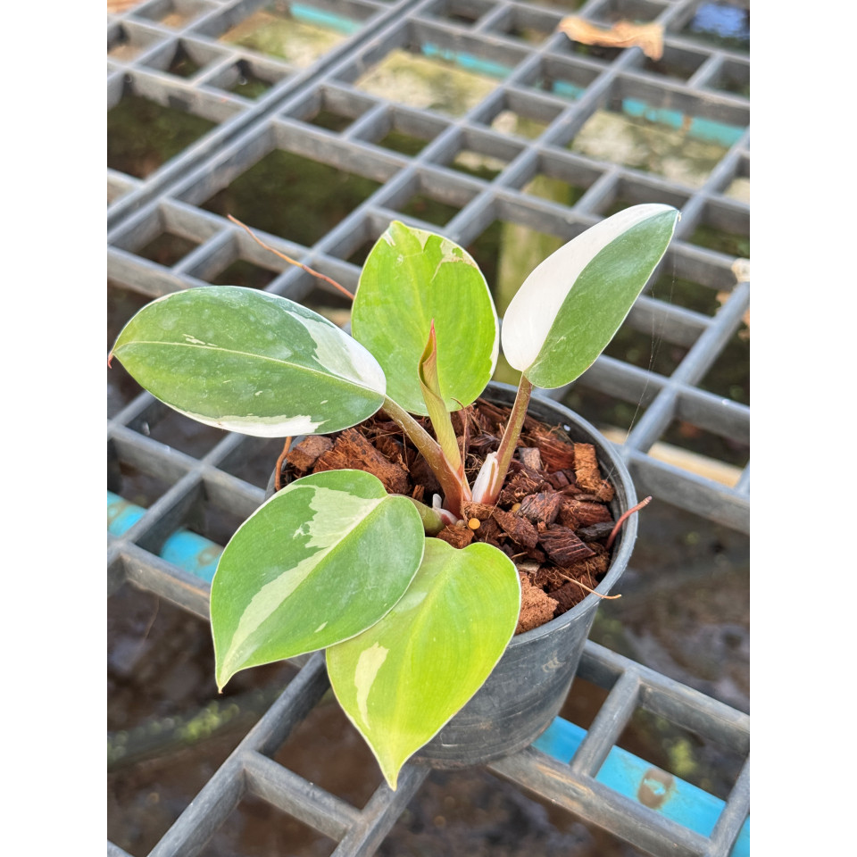 Philodendron White Wizard Marble ฟิโลพ่อมดขาว ฟิโลเดนดรอนไวท์วิสาด ส่งพร้อมกระถาง - View 4