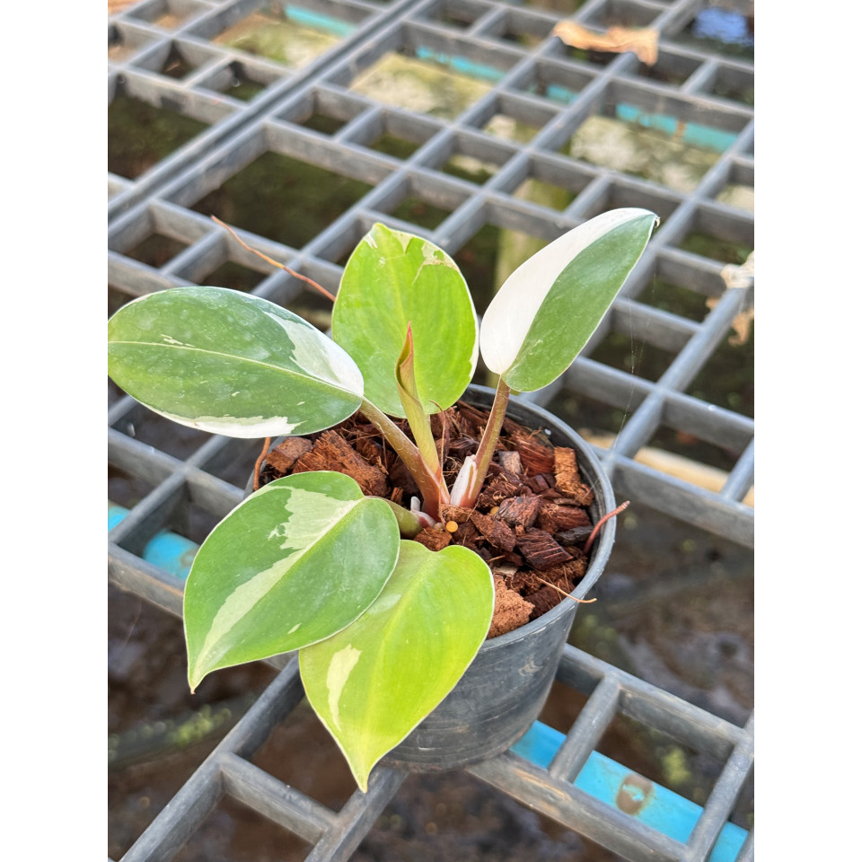 Philodendron White Wizard Marble ฟิโลพ่อมดขาว ฟิโลเดนดรอนไวท์วิสาด ส่งพร้อมกระถาง - View 5