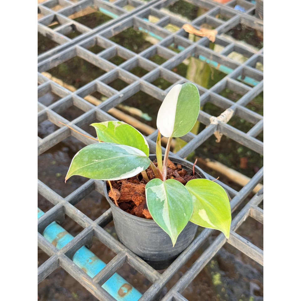 Philodendron White Wizard Marble ฟิโลพ่อมดขาว ฟิโลเดนดรอนไวท์วิสาด ส่งพร้อมกระถาง - View 6