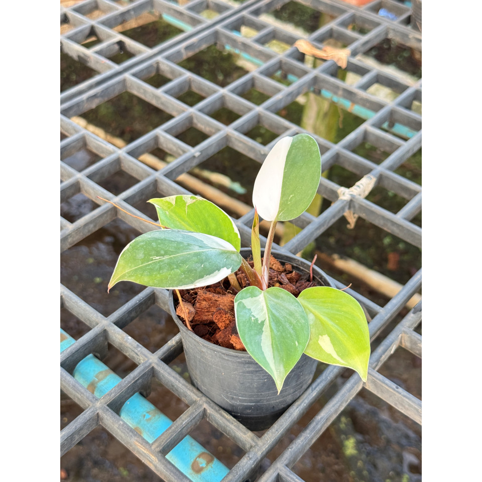 Philodendron White Wizard Marble ฟิโลพ่อมดขาว ฟิโลเดนดรอนไวท์วิสาด ส่งพร้อมกระถาง - View 7