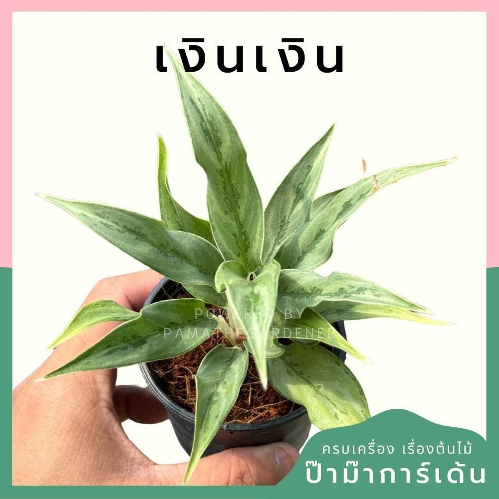 เงินเงิน กระถาง 3 นิ้ว
