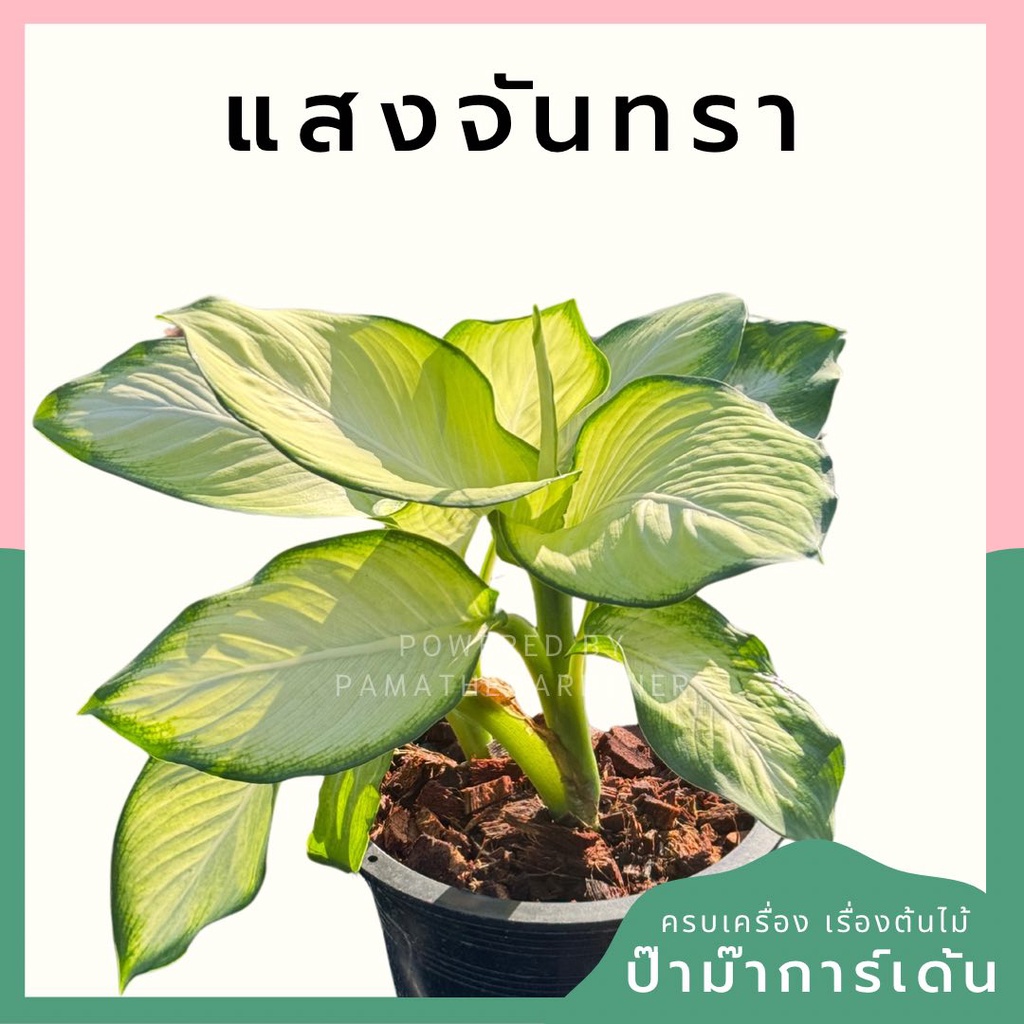 แสงจันทรา พร้อมกระถาง