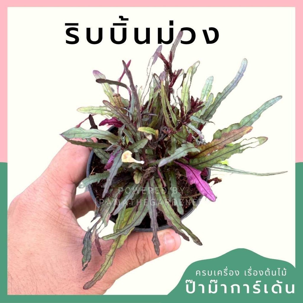 ริบบิ้นม่วง พร้อมกระถาง 3 นิ้ว