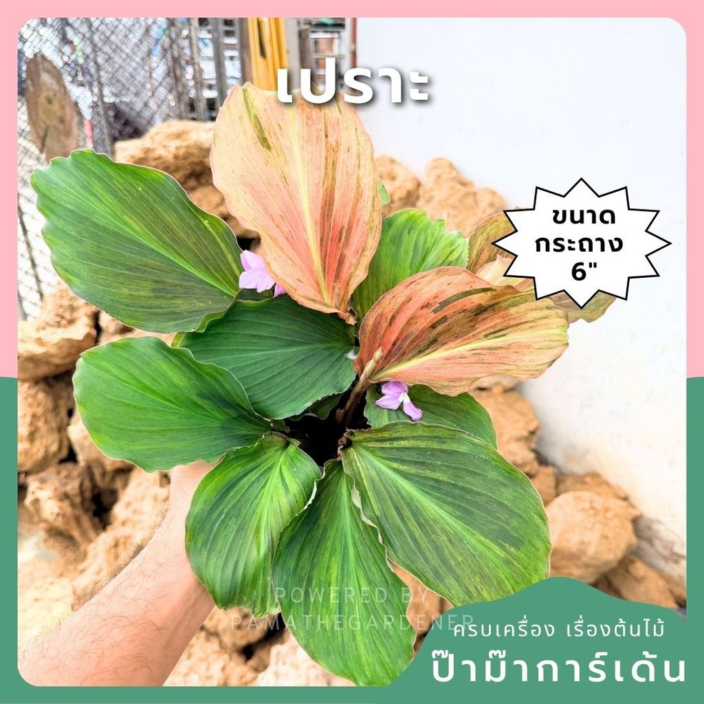 เปราะหอม 6 นิ้ว - Aromatic Ginger