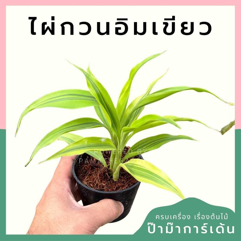 ไผ่กวนอิมเขียว พร้อมกระถาง 3 นิ้ว