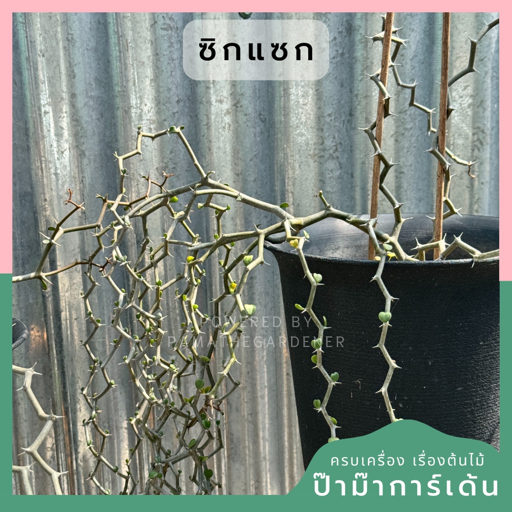 ต้นซิกแซก Zigzag Plant มีหลายขนาดให้เลือก