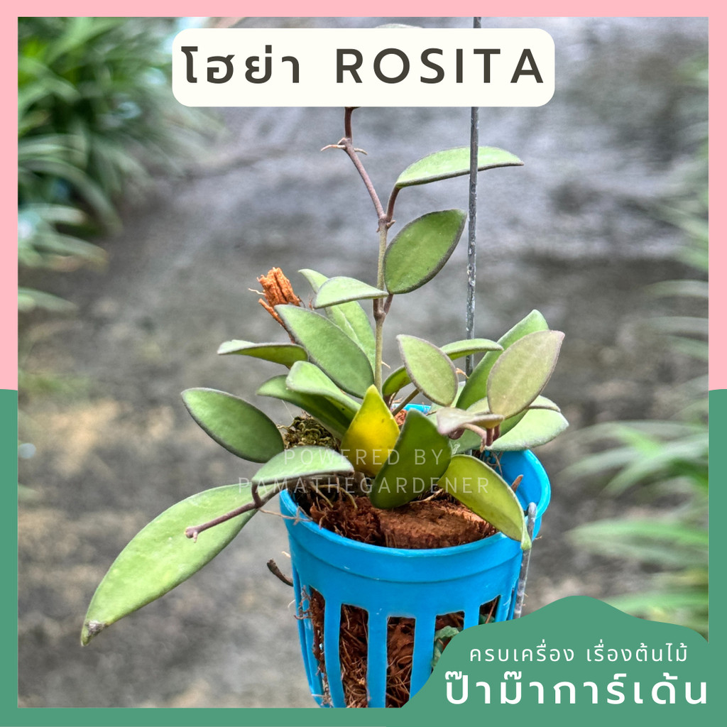 โฮย่า โรซิต้า Hoya Rosita กระถางสี 1 นิ้ว พร้อมลวดแขวน