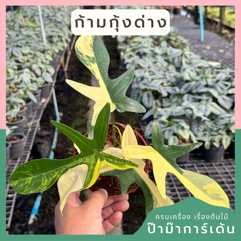 ก้ามกุ้งด่าง Philodendron Florida Beauty  กระถาง 4-5 นิ้ว