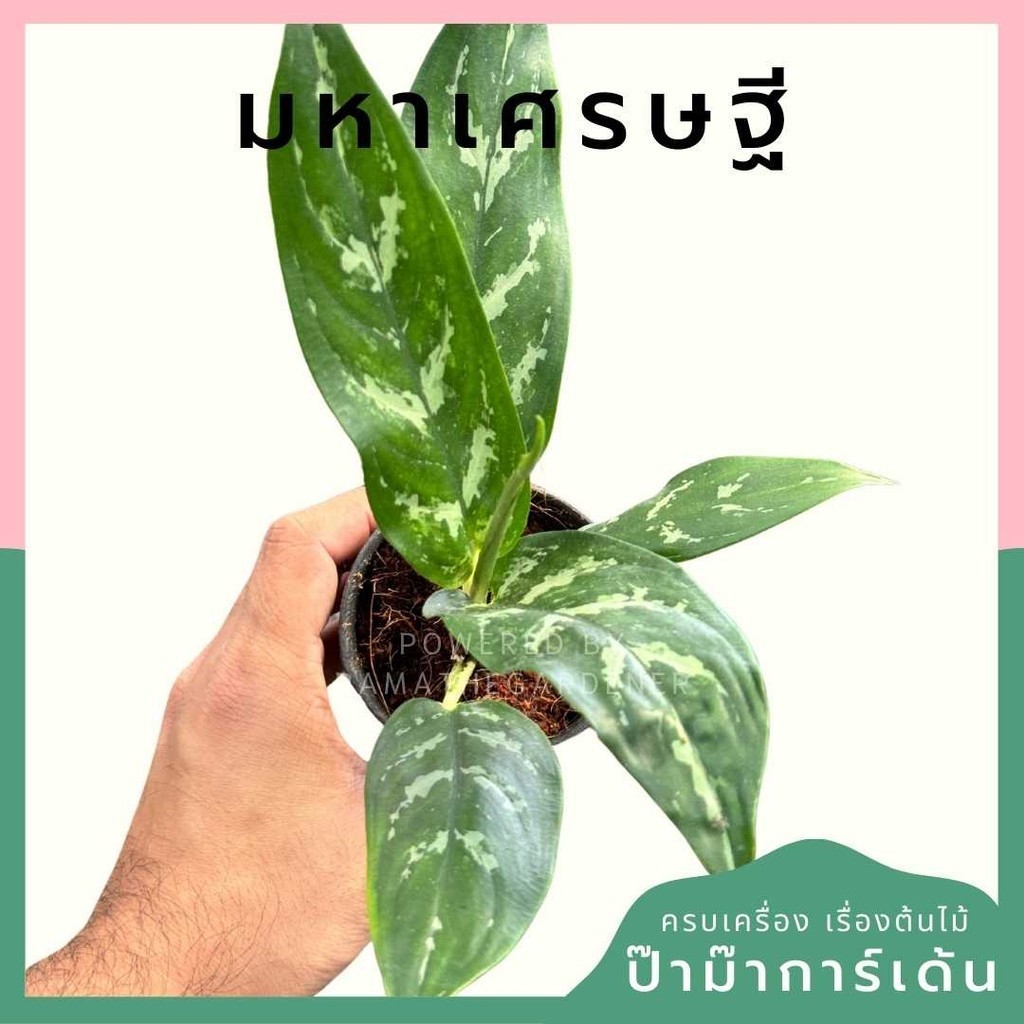 มหาเศรษฐี พร้อมกระถาง 3 นิ้ว