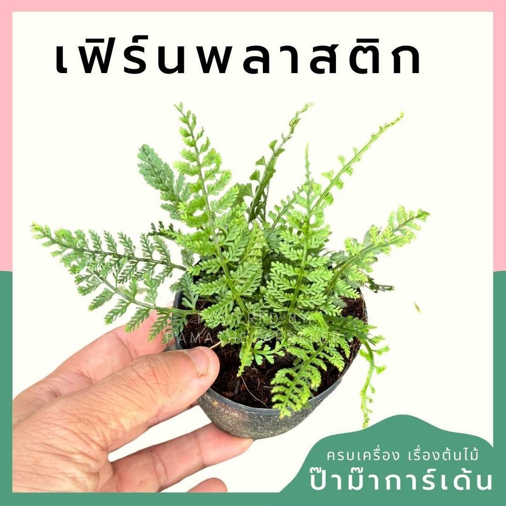 เฟิร์นพลาสติก พร้อมกระถาง 3 นิ้ว