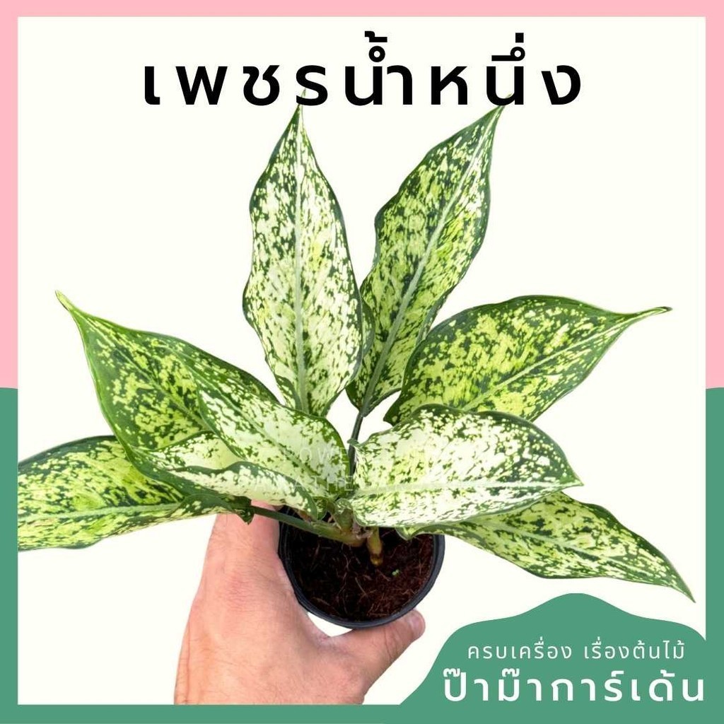 เพชรน้ำหนึ่ง พร้อมกระถาง 3 นิ้ว
