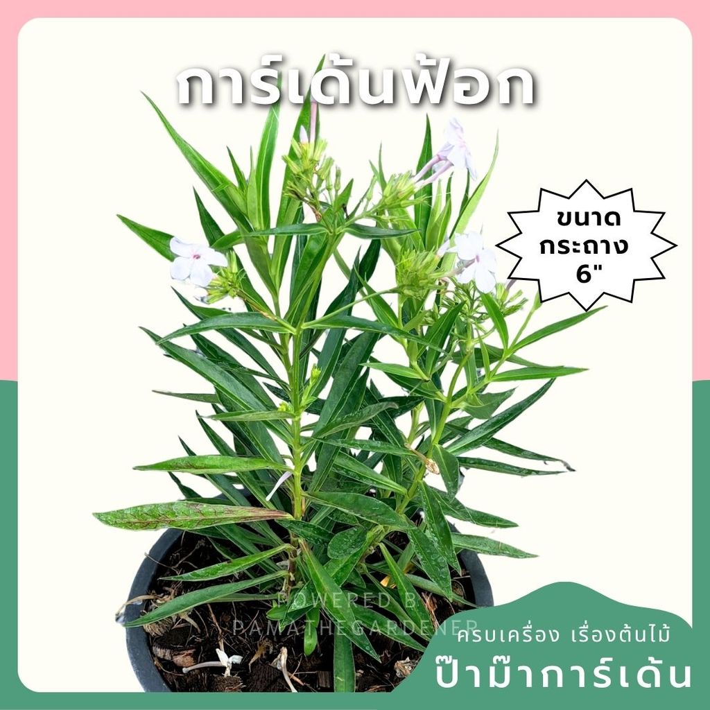 การ์เด้นฟ้อก 8 นิ้ว (Garden Phlox)