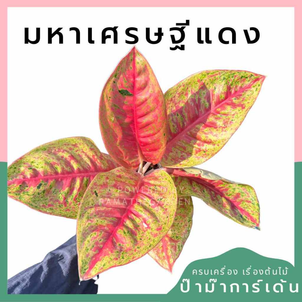 อโกลนีม่า มหาเศรษฐีแดง มาพร้อมกระถาง 4-5 นิ้ว