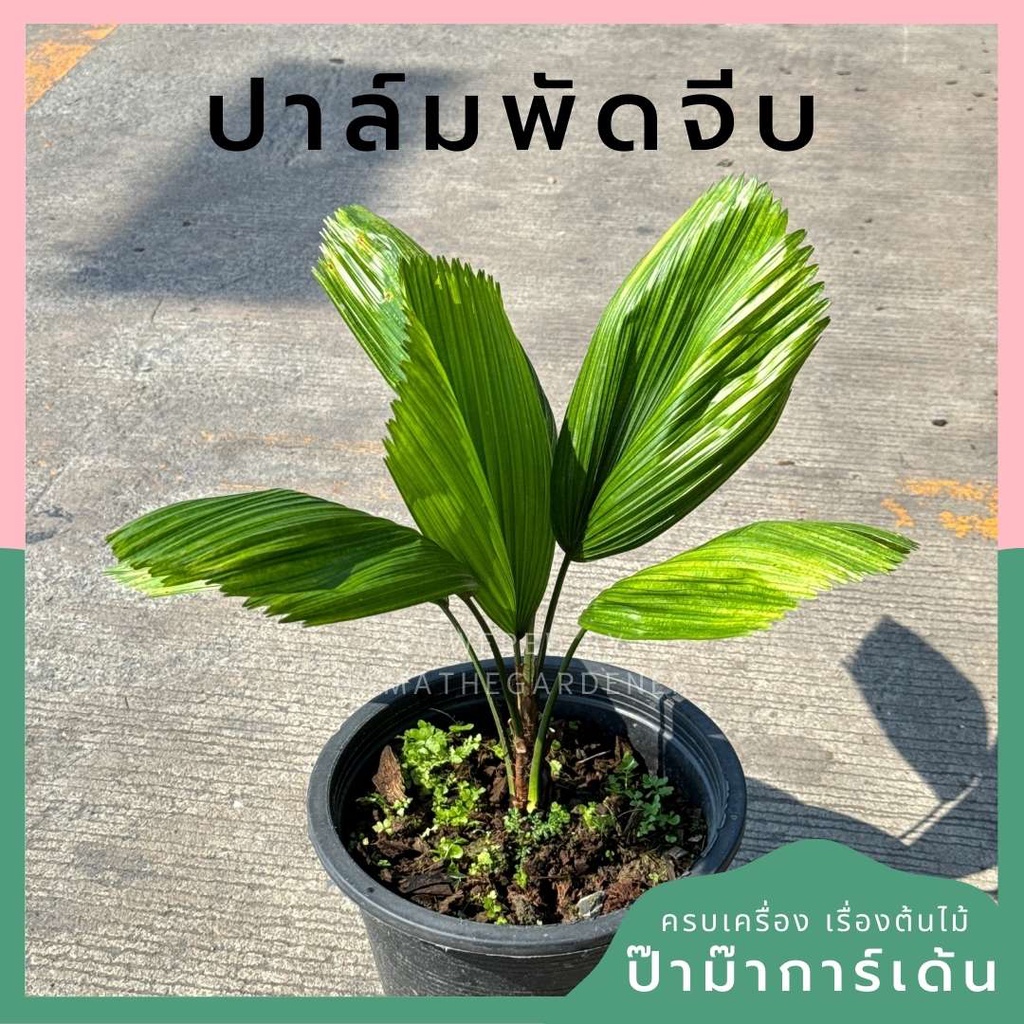ปาล์มพัดจีบ พร้อม 11 นิ้ว