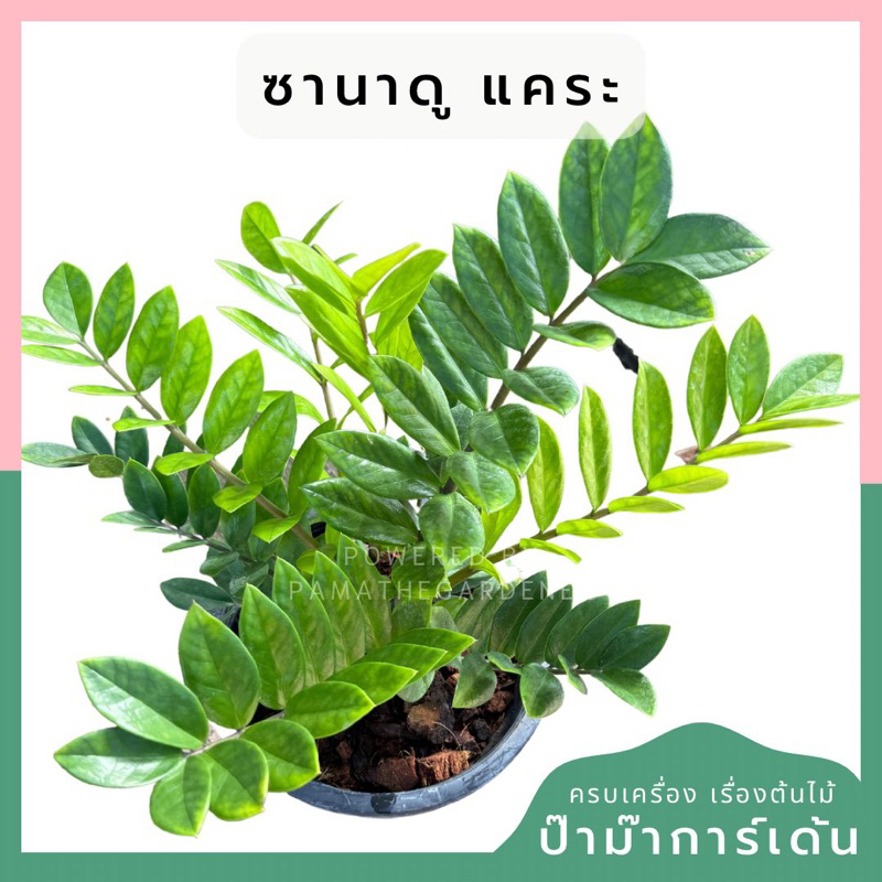 กวักมรกตเขียว 11 นิ้ว