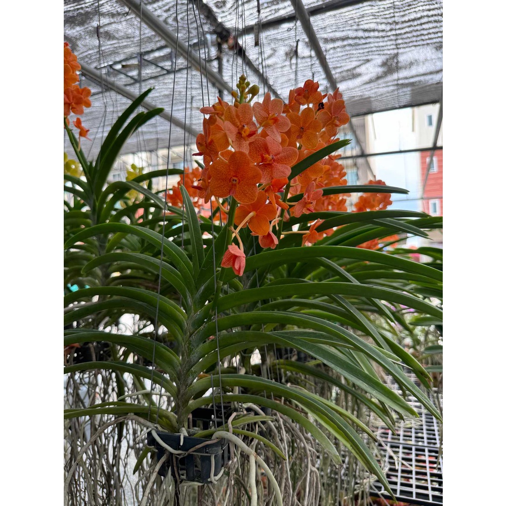 กล้วยไม้ - แอสโคเซ็นด้า ( Orchid Ascocenda ) - มุมมองที่ 2