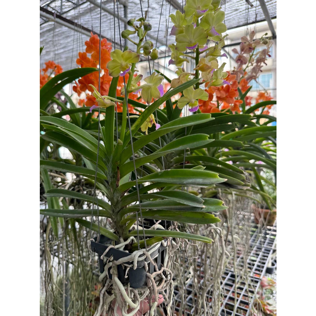 กล้วยไม้ - แอสโคเซ็นด้า ( Orchid Ascocenda ) - มุมมองที่ 4