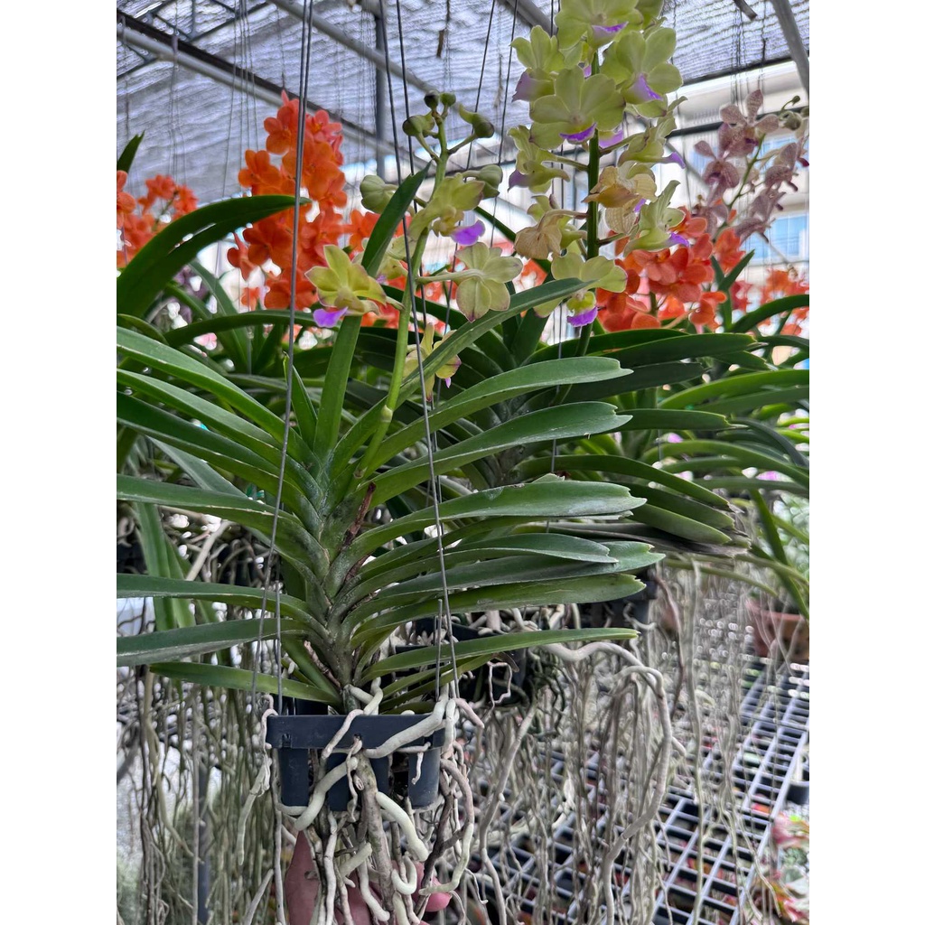 กล้วยไม้ - แอสโคเซ็นด้า ( Orchid Ascocenda ) - มุมมองที่ 7