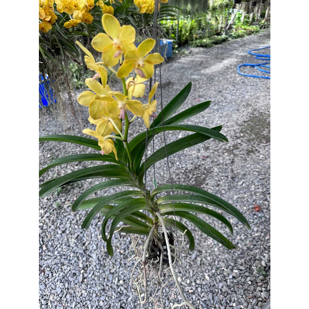 กล้วยไม้ - แอสโคเซ็นด้า ( Orchid Ascocenda ) - มุมมองที่ 8