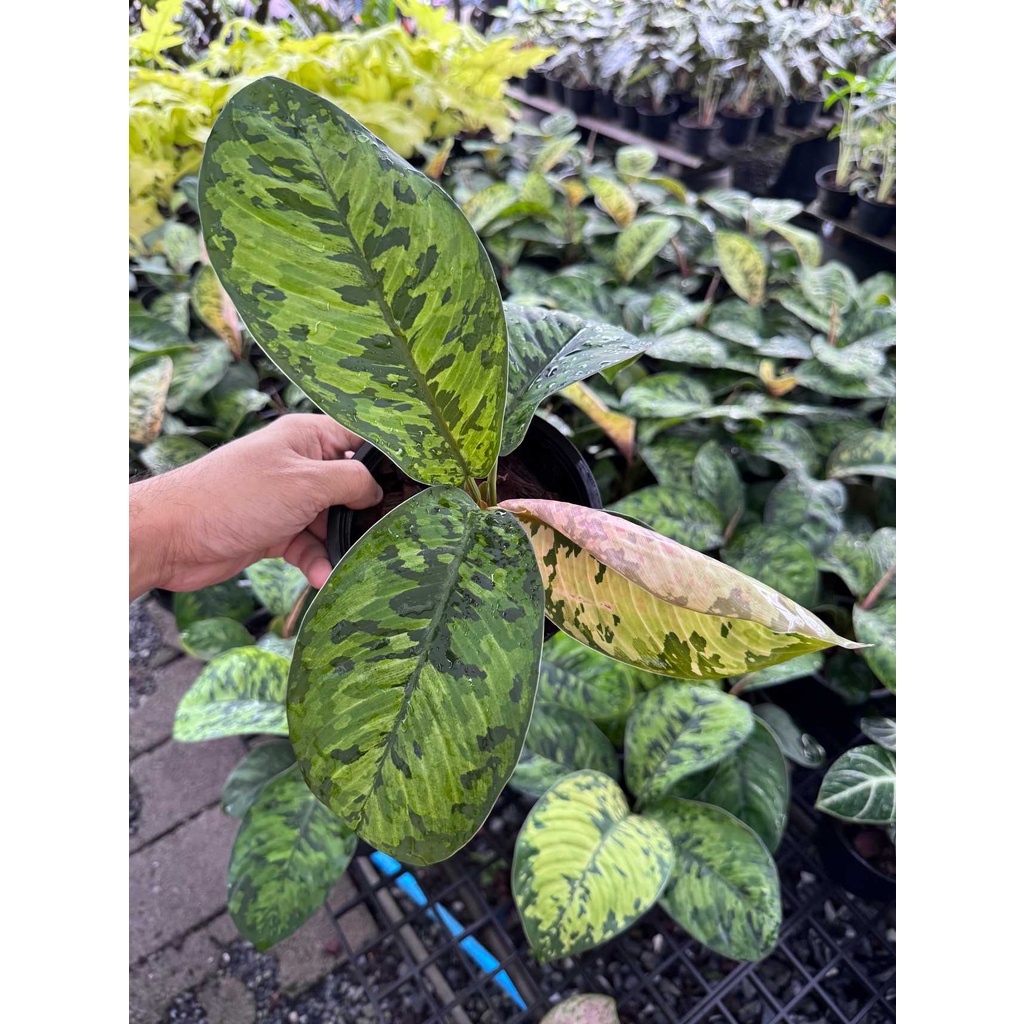 ร่มญี่ปุ่น กระถาง 5 นิ้ว ( Homalomena​ Wallisii ) - มุมมองที่ 2