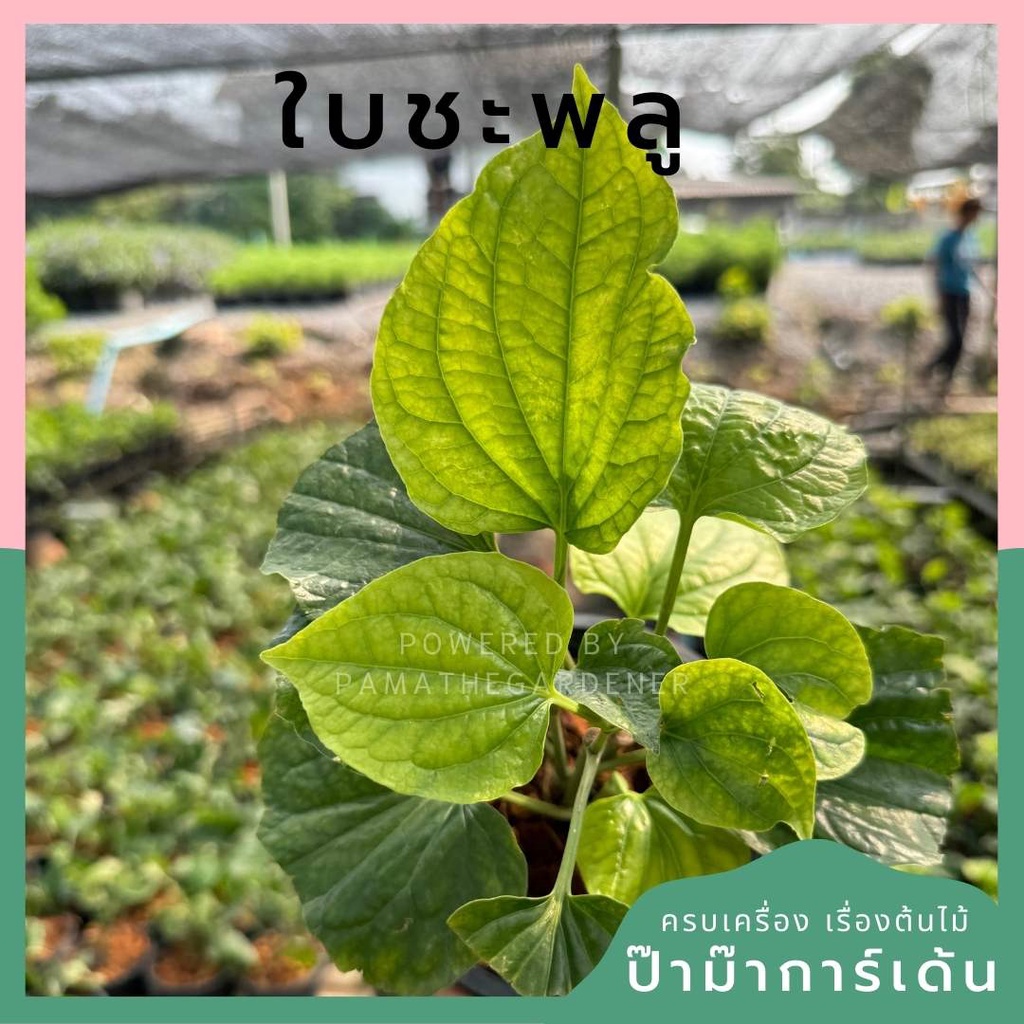 ต้นชะพลู กระถาง 5 นิ้ว