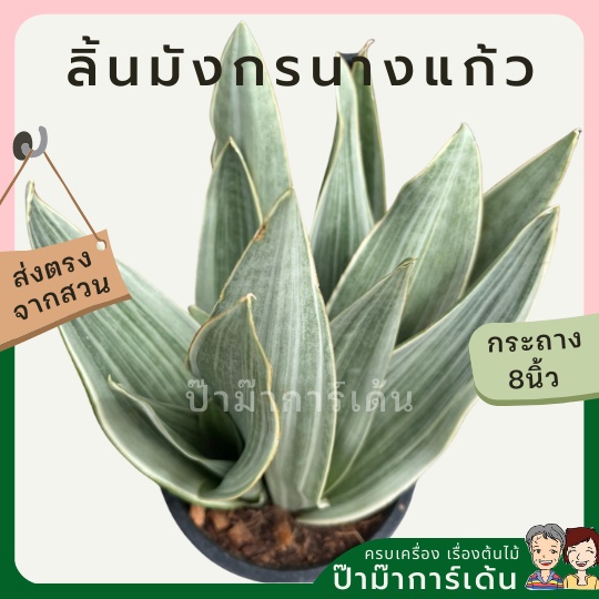 ลิ้นมังกรนางแก้ว1 กระถาง มี 3 ต้น
