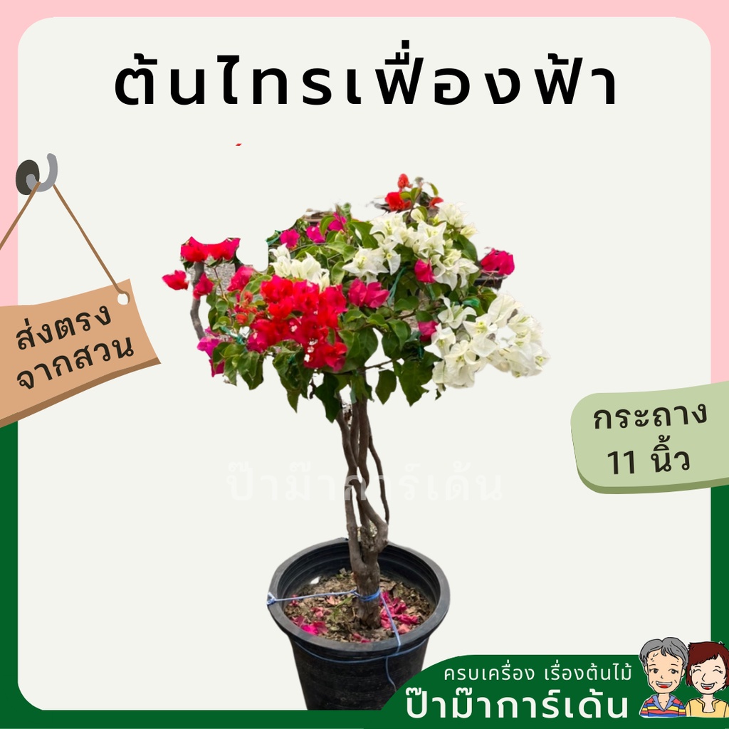 ไทรเฟื่องฟ้า เฟื่องฟ้า ทรงพุ่ม ทรงไทร มาในกระถางพร้อมตั้ง ไม้แดด ออกดอกตลอดปี ดอกสีสันสดใส ต้นไม้