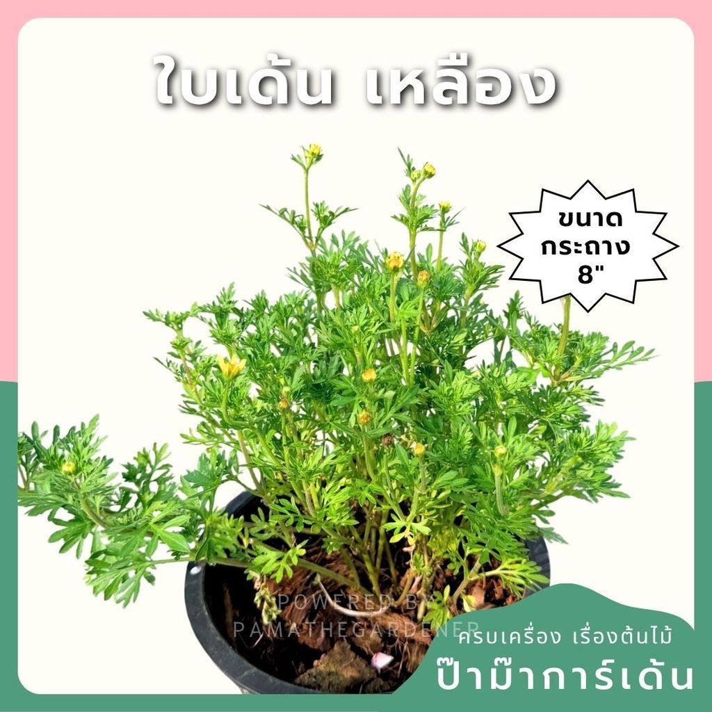ไบเด้นเหลือง 8 นิ้ว (Bidens Yellow)