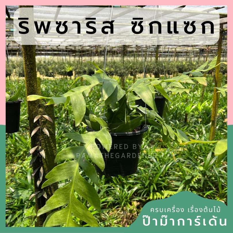ริพซาริส ซิกแซก Rhipsalis ส่งพร้อมกระถาง 5 นิ้ว พร้อมลวดแขวน