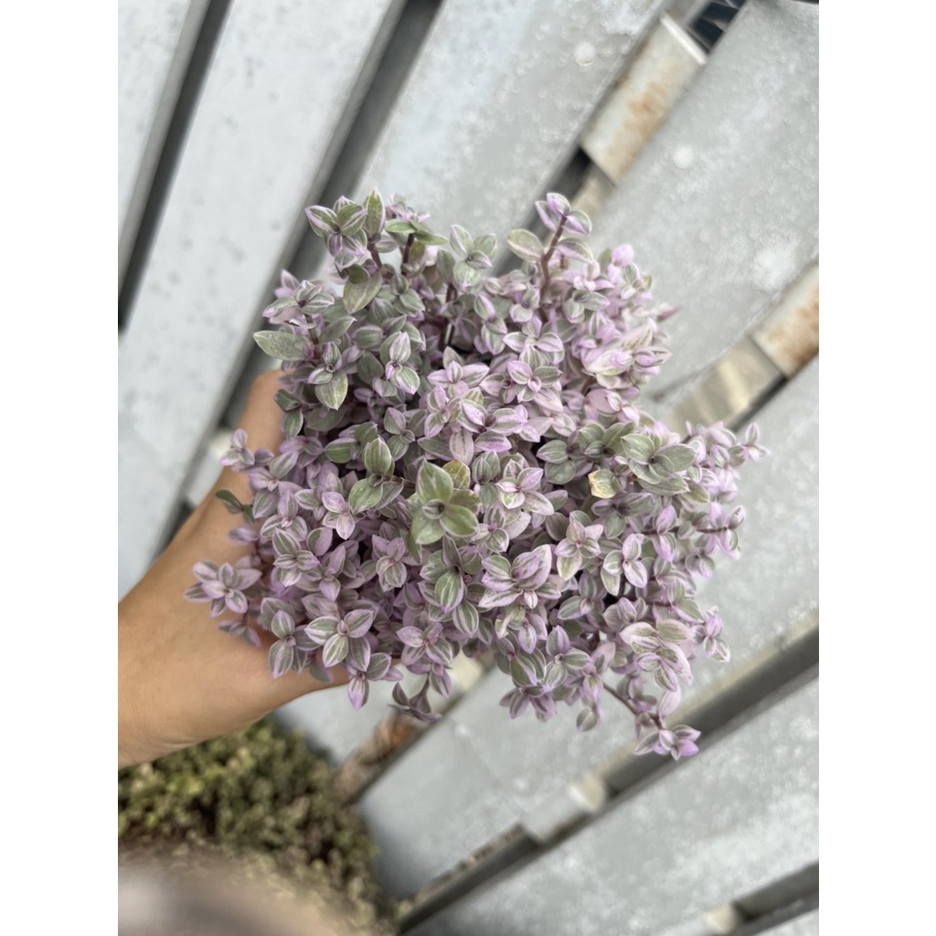 ริบบิ้นชาลี กระถาง 5 นิ้ว – Spiderwort / Wandering Jew