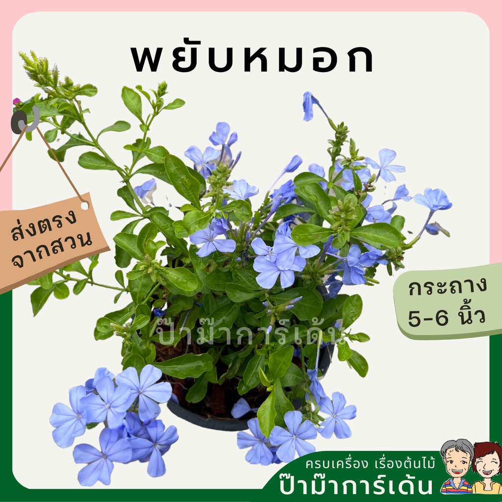 ต้นพยับหมอก หรือพยักหมอก มาในกระถาง 5-6 นิ้ว พร้อมตั้ง ไม้แดด ไม้แต่งสวน สวนสไตล์อังกฤษ